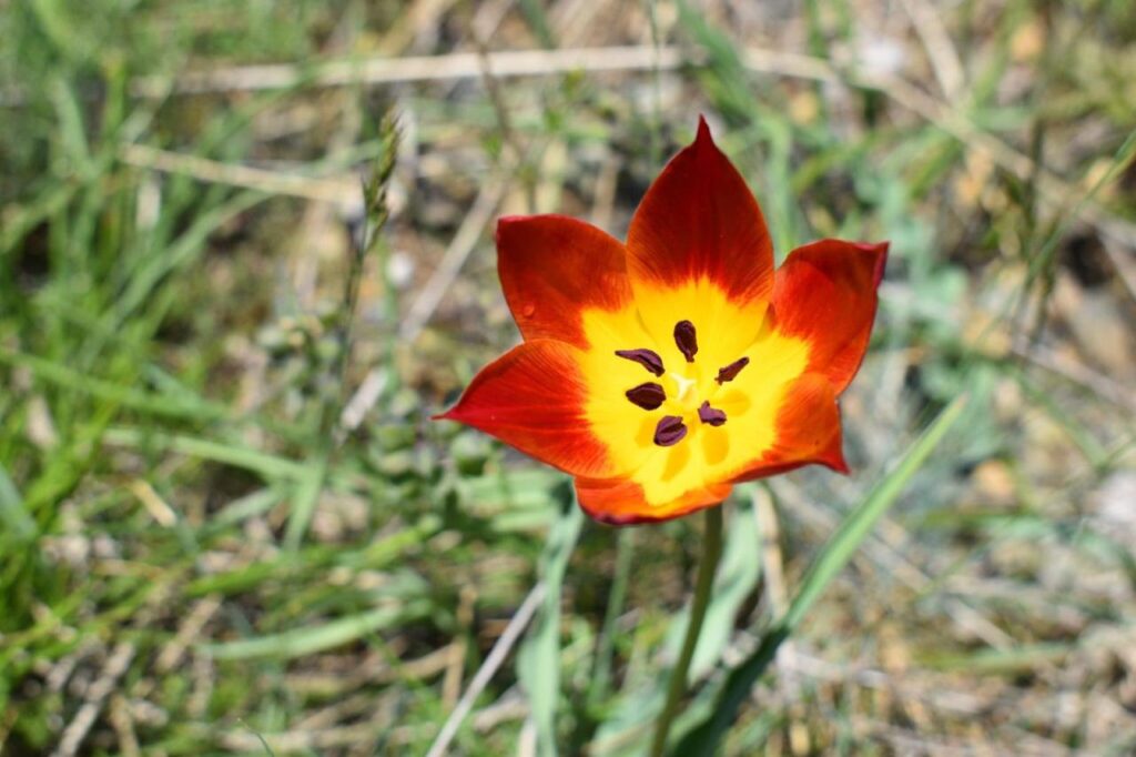 Tulipani i Kukësit, Federata Botërore e Faunës e Florës e njeh si bimë autentike