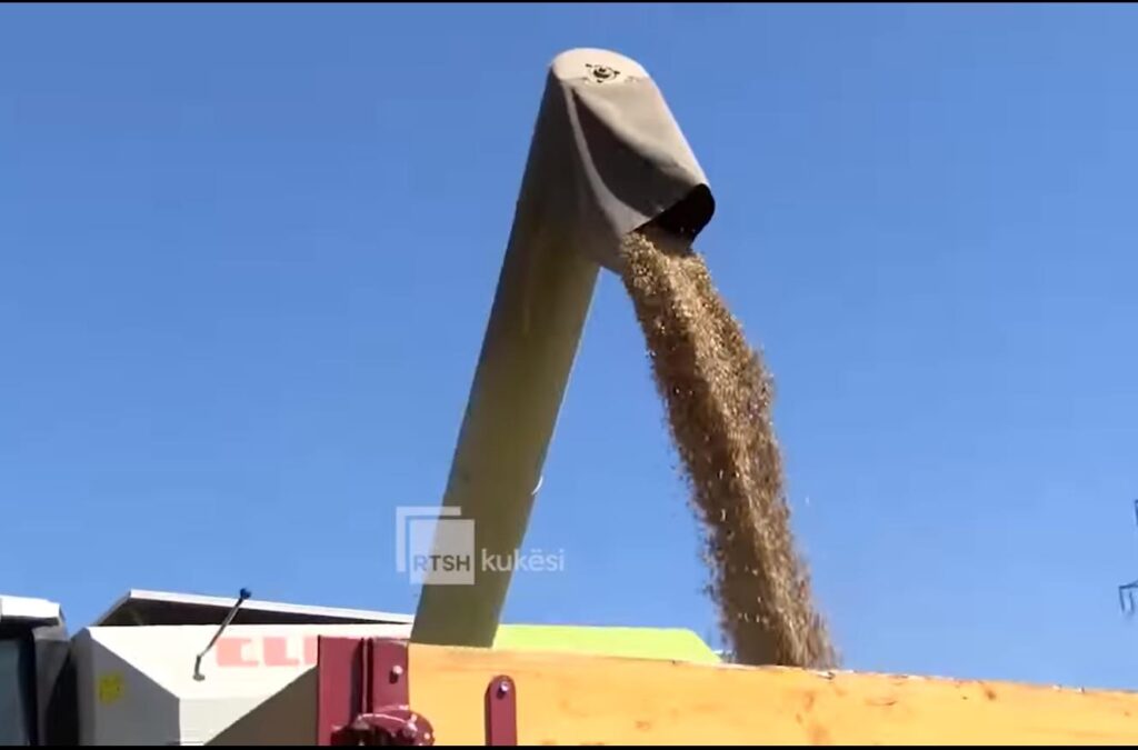 VIDEO/ Përfundojnë të korrat në Kukës, rriten tokat e mbjella me grurë